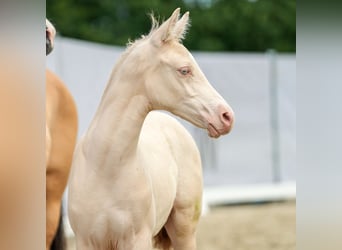 Duitse rijpony, Hengst, veulen (04/2024), Cremello