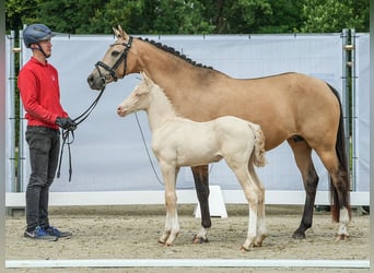 Duitse rijpony, Hengst, veulen (05/2024), Cremello