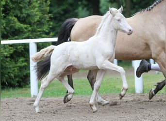 Duitse rijpony, Hengst, veulen (04/2024), Cremello