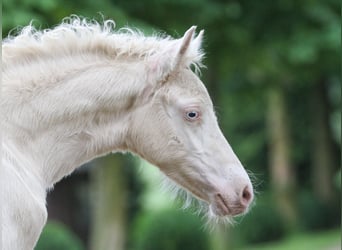 Duitse rijpony, Hengst, veulen (04/2024), Cremello