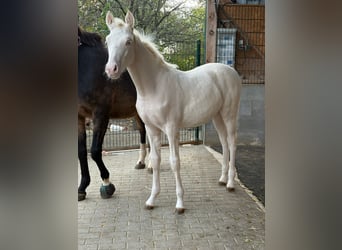 Duitse rijpony, Hengst, Veulen (06/2025), Cremello