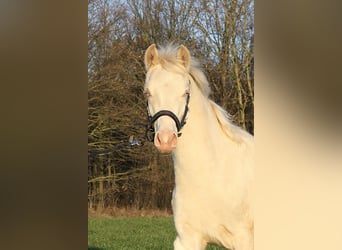 Duitse rijpony, Hengst, Veulen (06/2025), Cremello