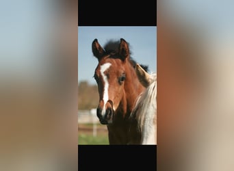 Duitse rijpony, Hengst, , Donkerbruin