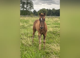 Duitse rijpony, Hengst, veulen (04/2024), Donkere-vos