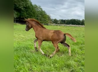 Duitse rijpony, Hengst, veulen (04/2024), Donkere-vos