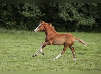 Duitse rijpony, Hengst, Veulen (01/2025), Donkere-vos