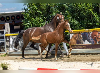 Duitse rijpony, Hengst, Veulen (04/2026), Donkere-vos