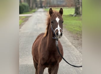 Duitse rijpony, Hengst, , Donkere-vos