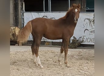 Duitse rijpony, Hengst, Veulen (04/2026), Donkere-vos