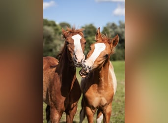 Duitse rijpony, Hengst, Veulen (01/2025), Donkere-vos