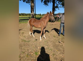 Duitse rijpony, Hengst, Veulen (04/2025), Donkere-vos