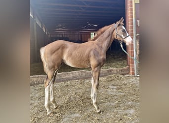 Duitse rijpony, Hengst, Veulen (05/2026), Donkere-vos