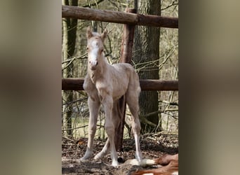 Duitse rijpony, Hengst, Veulen (03/2026)