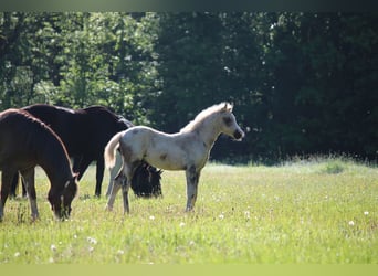Duitse rijpony, Hengst, Veulen (03/2026)