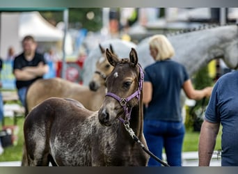 Duitse rijpony, Hengst, veulen (05/2023)