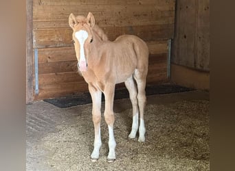 Duitse rijpony, Hengst, Veulen (05/2026)