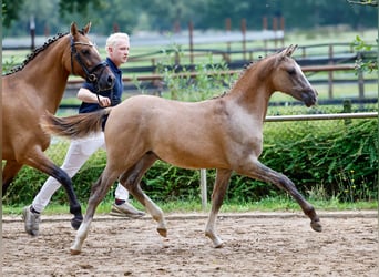 Duitse rijpony, Hengst, veulen (03/2024), Falbe