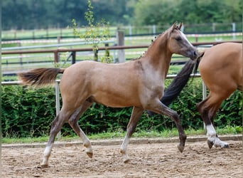 Duitse rijpony, Hengst, veulen (03/2024), Falbe