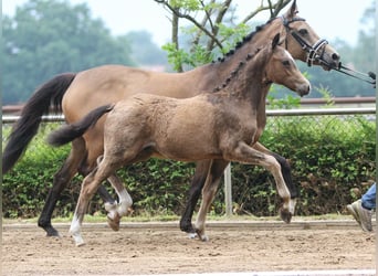 Duitse rijpony, Hengst, veulen (01/2024), Falbe