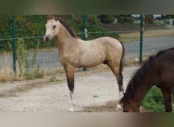 Duitse rijpony, Hengst, Veulen (05/2026), Falbe