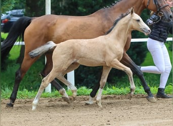 Duitse rijpony, Hengst, veulen (04/2024), Falbe