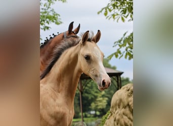 Duitse rijpony, Hengst, veulen (04/2024), Falbe