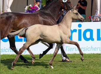 Duitse rijpony, Hengst, veulen (04/2024), Falbe