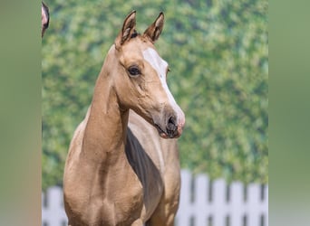 Duitse rijpony, Hengst, Veulen (06/2026), Falbe