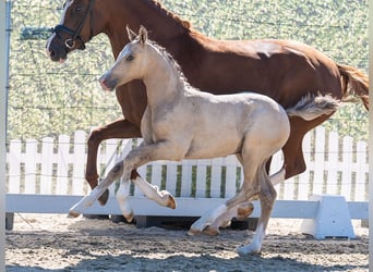 Duitse rijpony, Hengst, Veulen (06/2026), Falbe