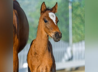 Duitse rijpony, Hengst, Veulen (07/2026), Falbe