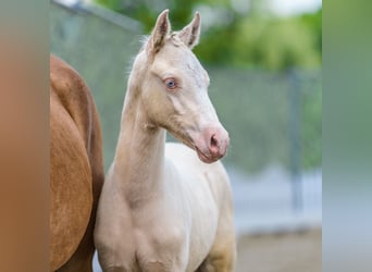 Duitse rijpony, Hengst, Veulen (04/2026), Falbe
