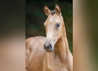 Duitse rijpony, Hengst, veulen (03/2024), Falbe