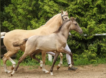 Duitse rijpony, Hengst, veulen (01/2024), Falbe