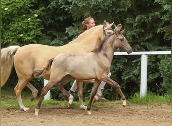 Duitse rijpony, Hengst, veulen (01/2024), Falbe