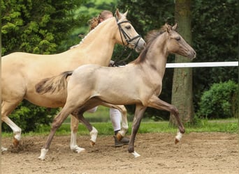 Duitse rijpony, Hengst, veulen (01/2024), Falbe