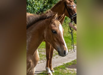 Duitse rijpony, Hengst, veulen (04/2024), Falbe