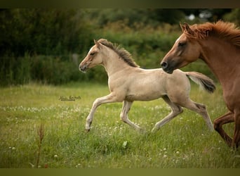 Duitse rijpony, Hengst, veulen (04/2024), Falbe