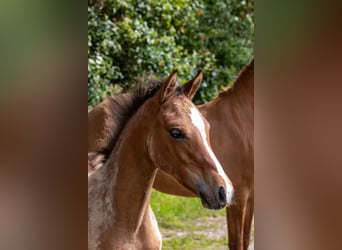 Duitse rijpony, Hengst, veulen (04/2024), Falbe