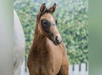 Duitse rijpony, Hengst, Veulen (02/2026), kan schimmel zijn