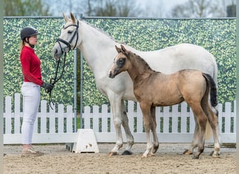 Duitse rijpony, Hengst, Veulen (02/2026), kan schimmel zijn