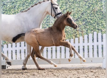 Duitse rijpony, Hengst, Veulen (02/2026), kan schimmel zijn