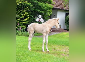 Duitse rijpony, Hengst, Veulen (05/2025), Palomino