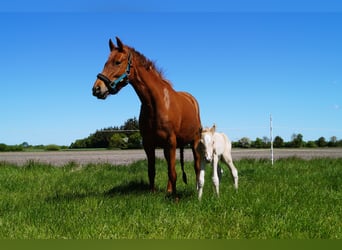 Duitse rijpony, Hengst, Veulen (05/2025), Palomino
