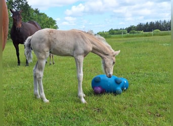 Duitse rijpony, Hengst, Veulen (05/2025), Palomino
