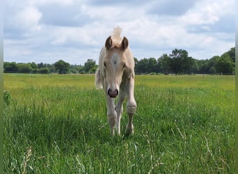 Duitse rijpony, Hengst, Veulen (05/2025), Palomino
