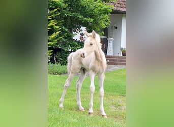 Duitse rijpony, Hengst, Veulen (05/2025), Palomino