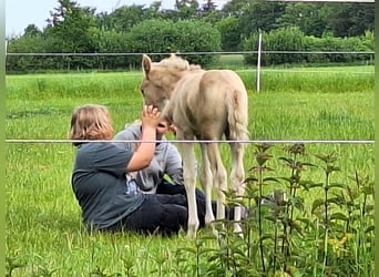 Duitse rijpony, Hengst, Veulen (05/2025), Palomino