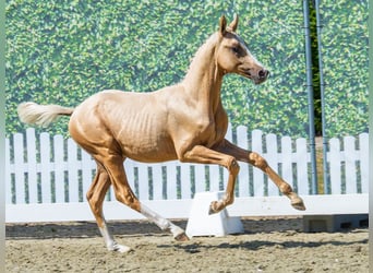 Duitse rijpony, Hengst, Veulen (03/2026), Palomino