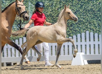 Duitse rijpony, Hengst, Veulen (04/2026), Palomino