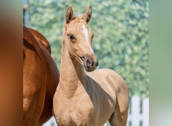 Duitse rijpony, Hengst, Veulen (05/2026), Palomino